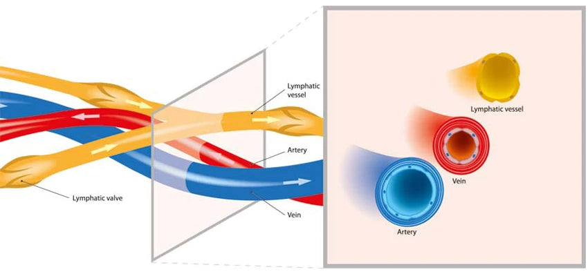 3-in-1 Electric Muscle Stimulation Sauna Blanket Inf Therapy Wave Weight Loss Machine - Pressure Therapy Muscle Relaxation